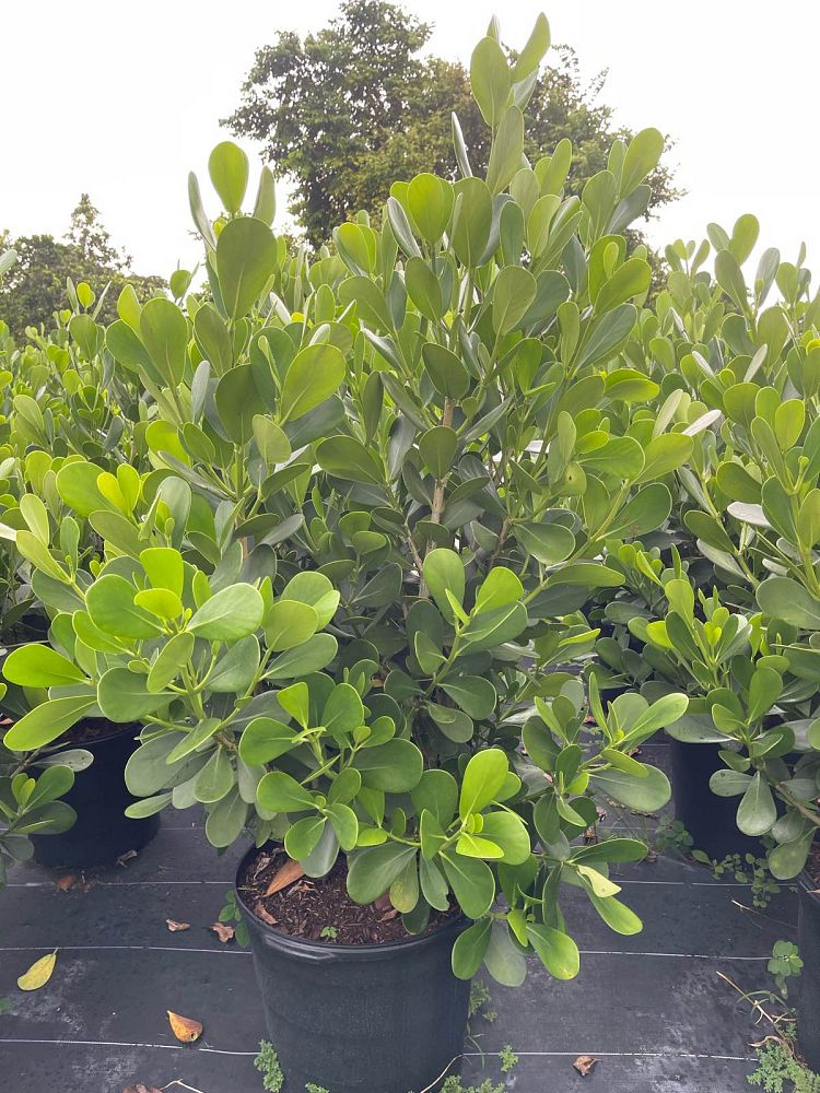 clusia-guttifera-small-leaf-clusia