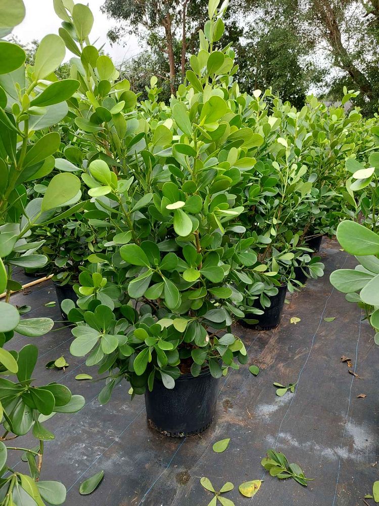 clusia-guttifera-small-leaf-clusia