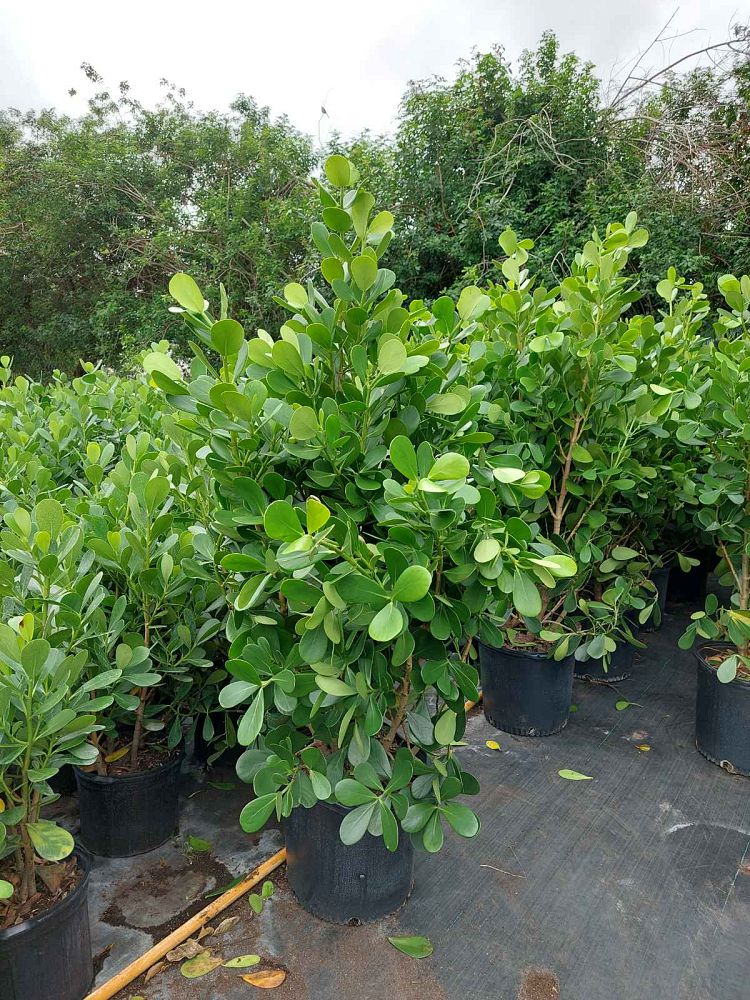 clusia-guttifera-small-leaf-clusia
