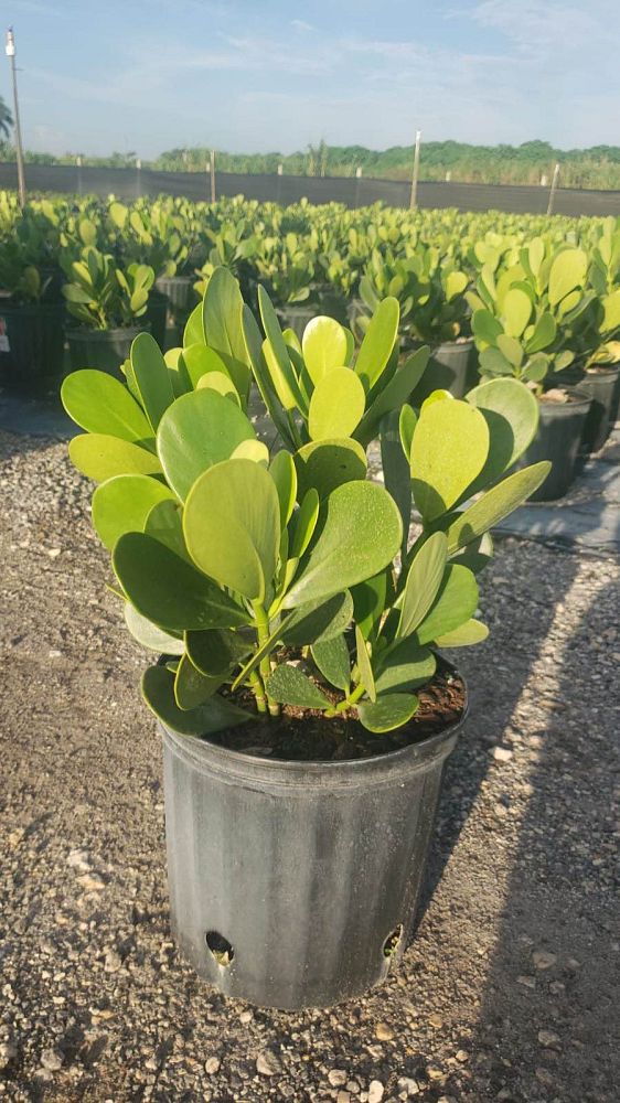 clusia-guttifera-small-leaf-clusia