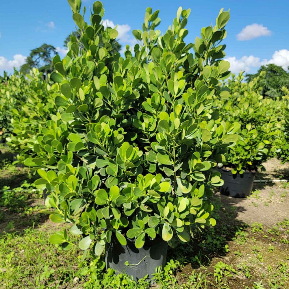 clusia-guttifera-small-leaf-clusia