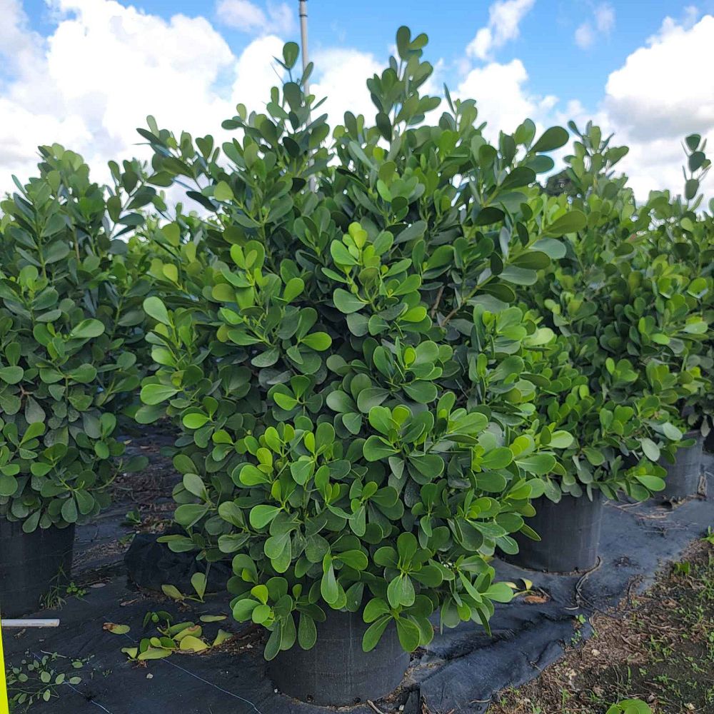 clusia-guttifera-small-leaf-clusia