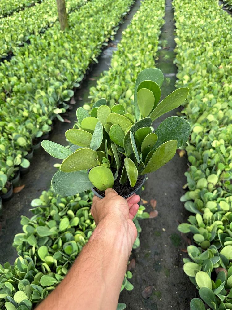 clusia-guttifera-small-leaf-clusia