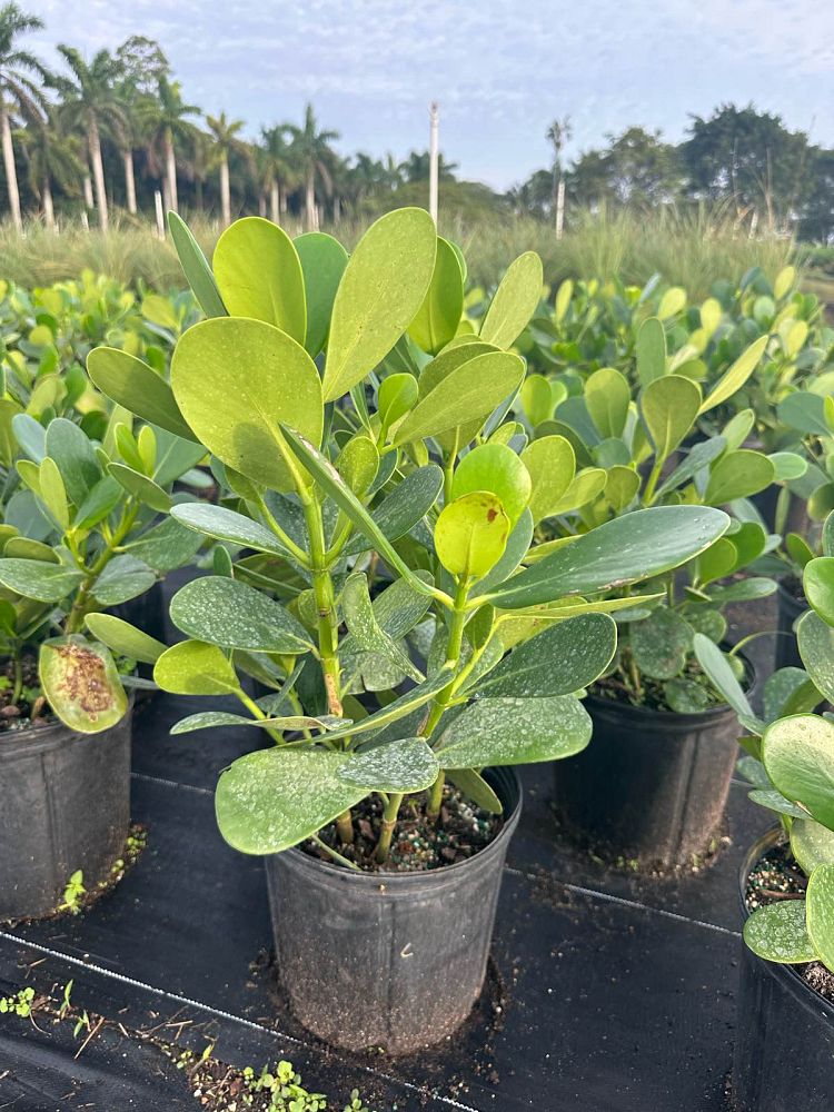 clusia-guttifera-small-leaf-clusia