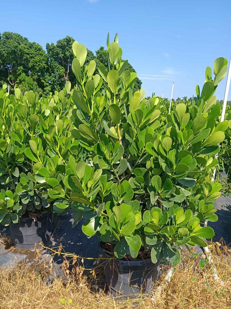 clusia-guttifera-small-leaf-clusia