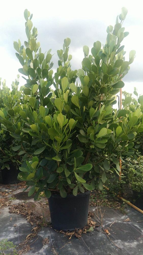 clusia-guttifera-small-leaf-clusia