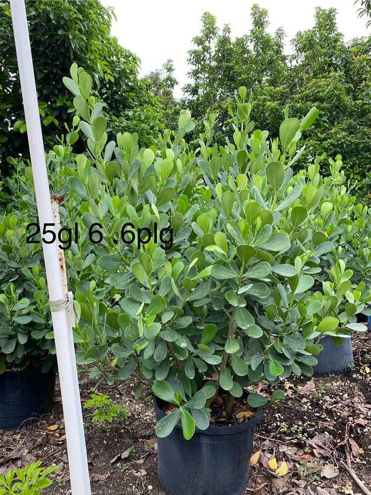 clusia-guttifera-small-leaf-clusia