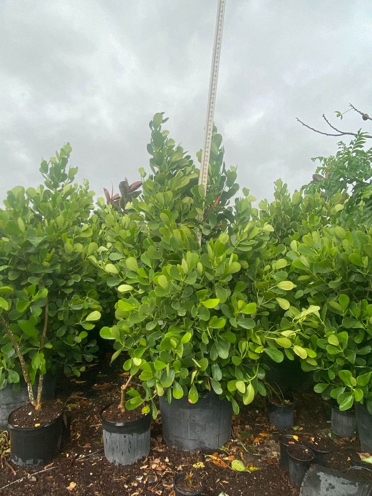clusia-guttifera-small-leaf-clusia