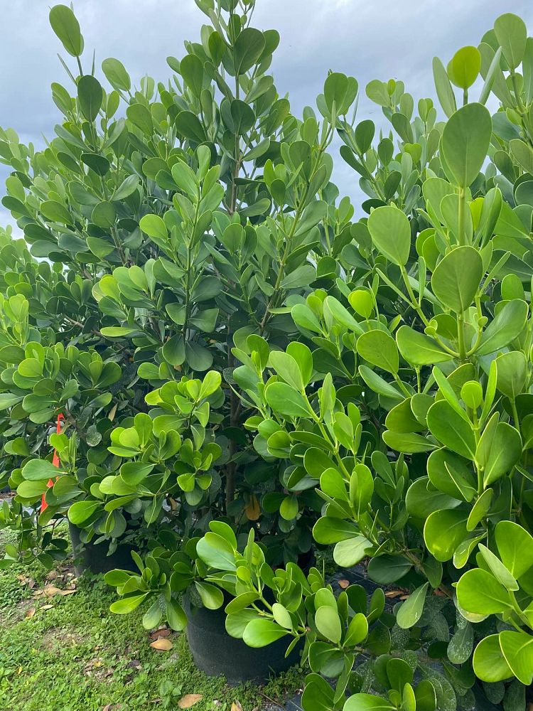 clusia-guttifera-small-leaf-clusia