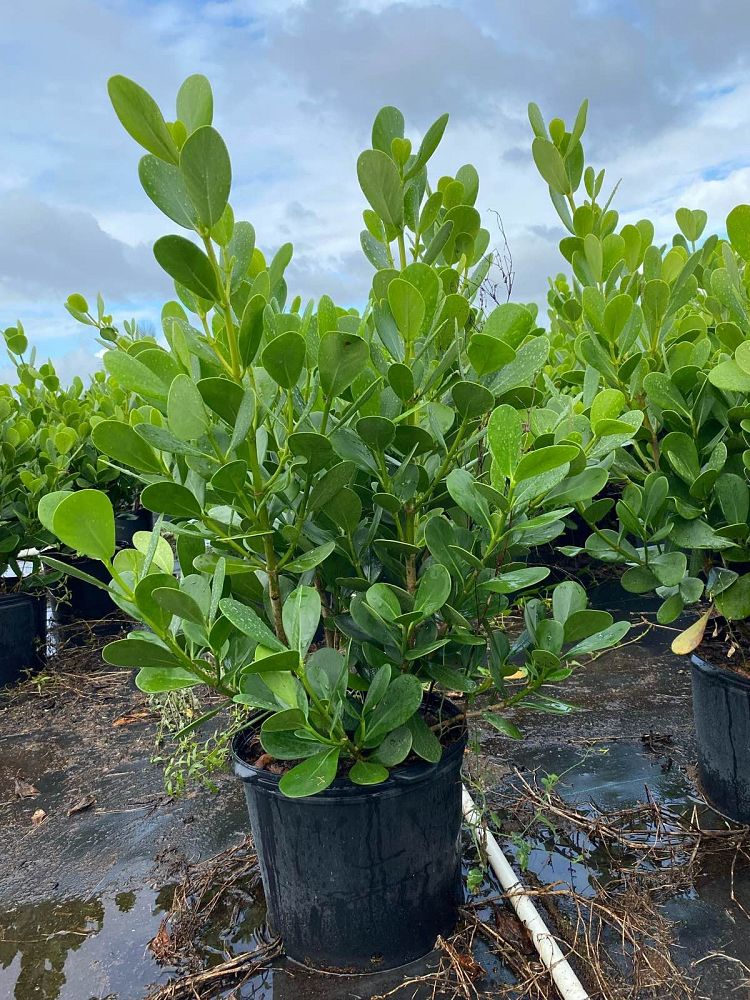 clusia-guttifera-small-leaf-clusia
