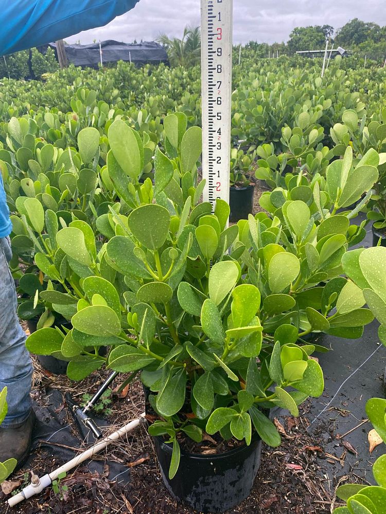 clusia-guttifera-small-leaf-clusia