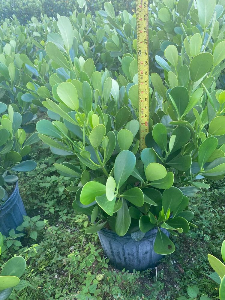 clusia-guttifera-small-leaf-clusia