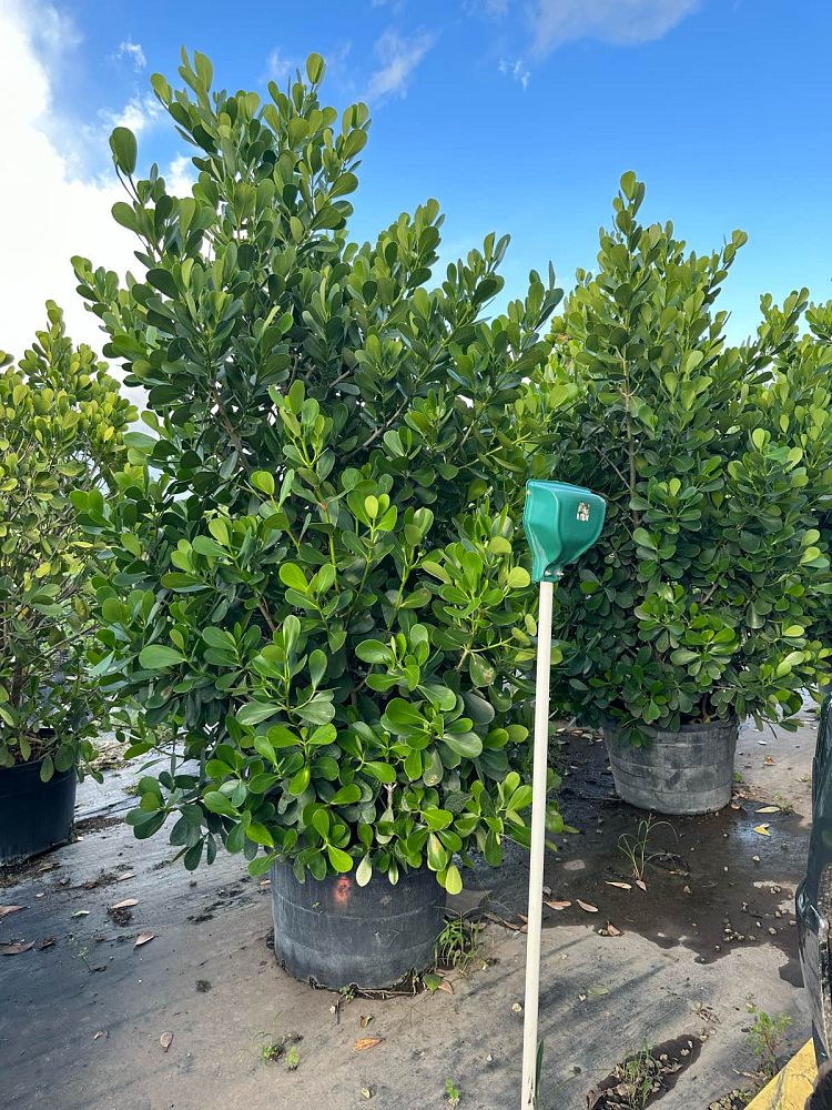 clusia-guttifera-small-leaf-clusia