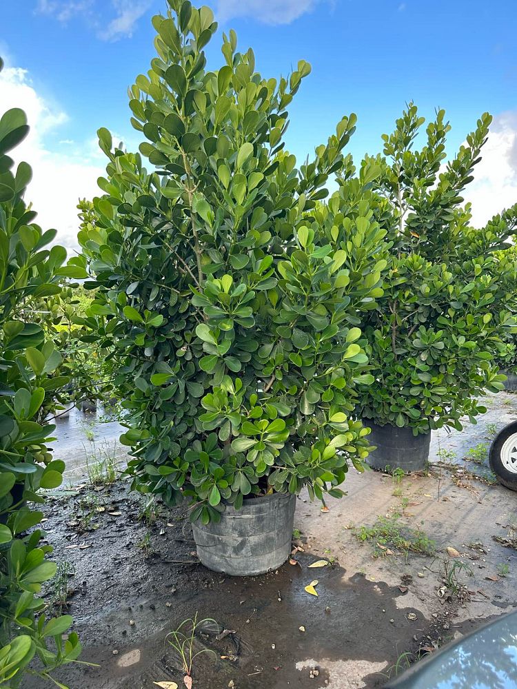 clusia-guttifera-small-leaf-clusia