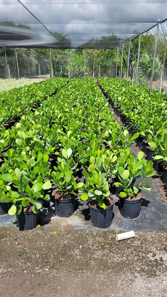 clusia-guttifera-small-leaf-clusia
