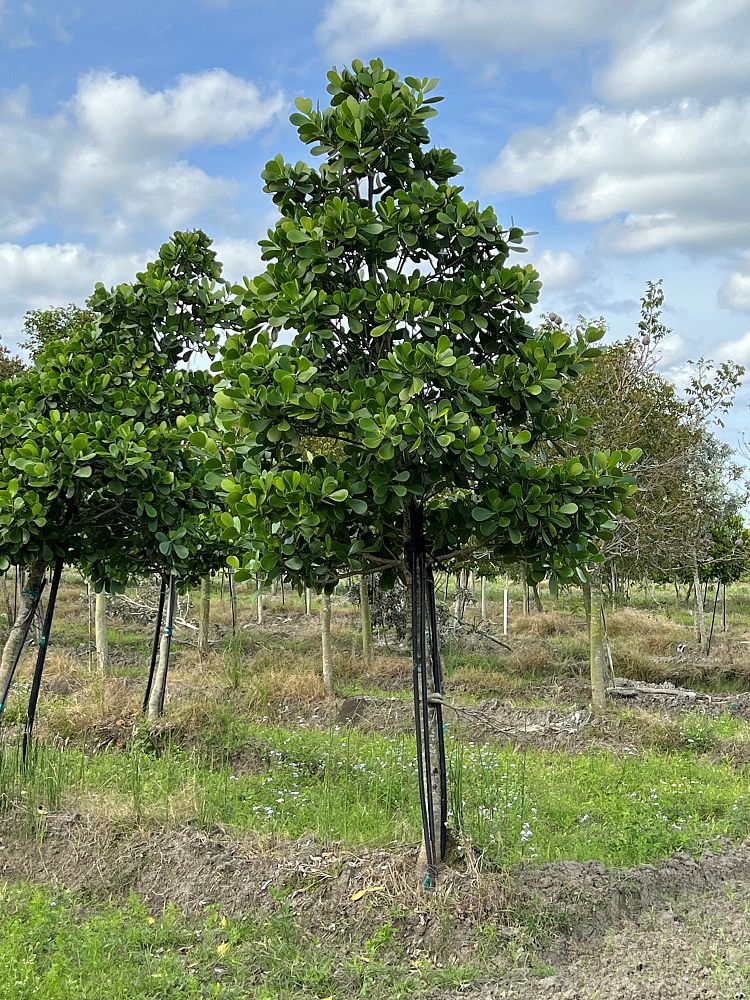 clusia-guttifera-small-leaf-clusia