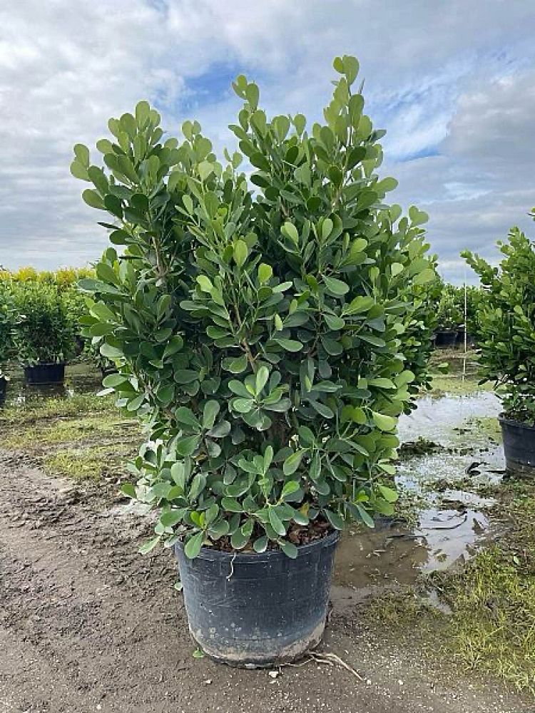 clusia-guttifera-small-leaf-clusia