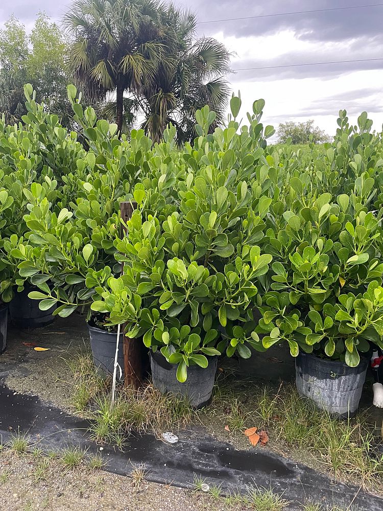 clusia-guttifera-small-leaf-clusia