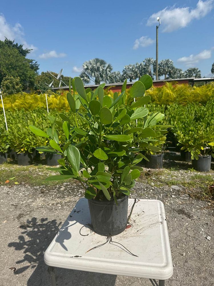 clusia-guttifera-small-leaf-clusia