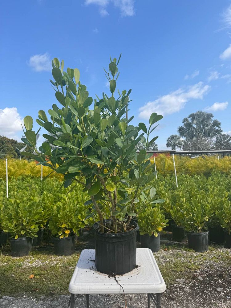 clusia-guttifera-small-leaf-clusia