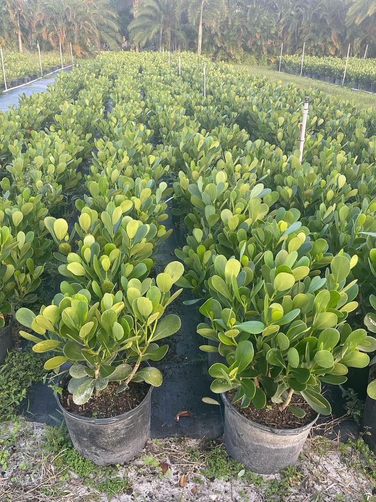 clusia-guttifera-small-leaf-clusia