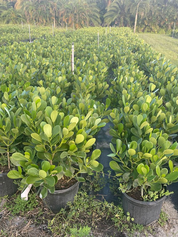 clusia-guttifera-small-leaf-clusia