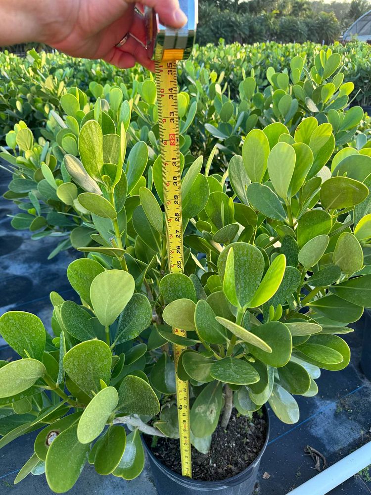 clusia-guttifera-small-leaf-clusia