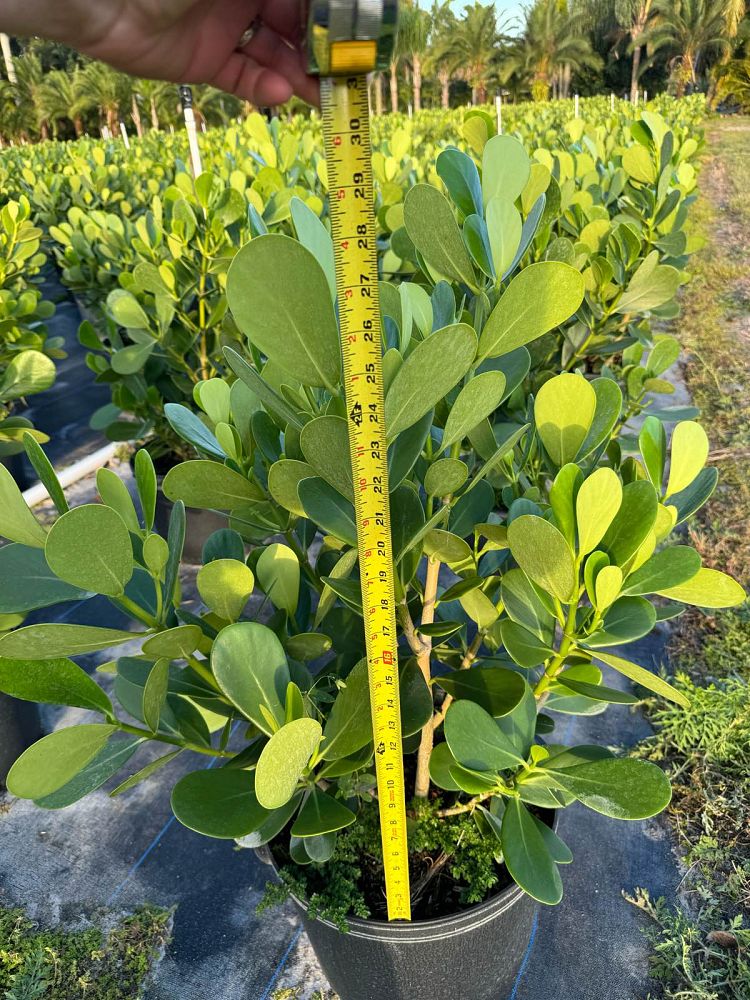clusia-guttifera-small-leaf-clusia