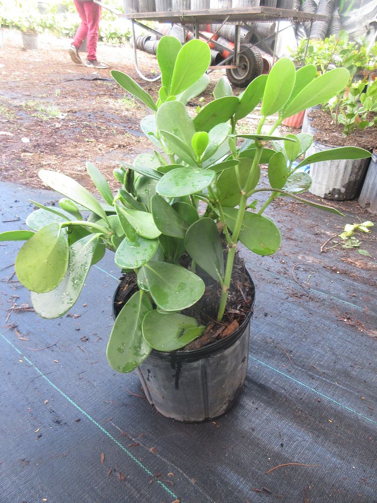 clusia-guttifera-small-leaf-clusia