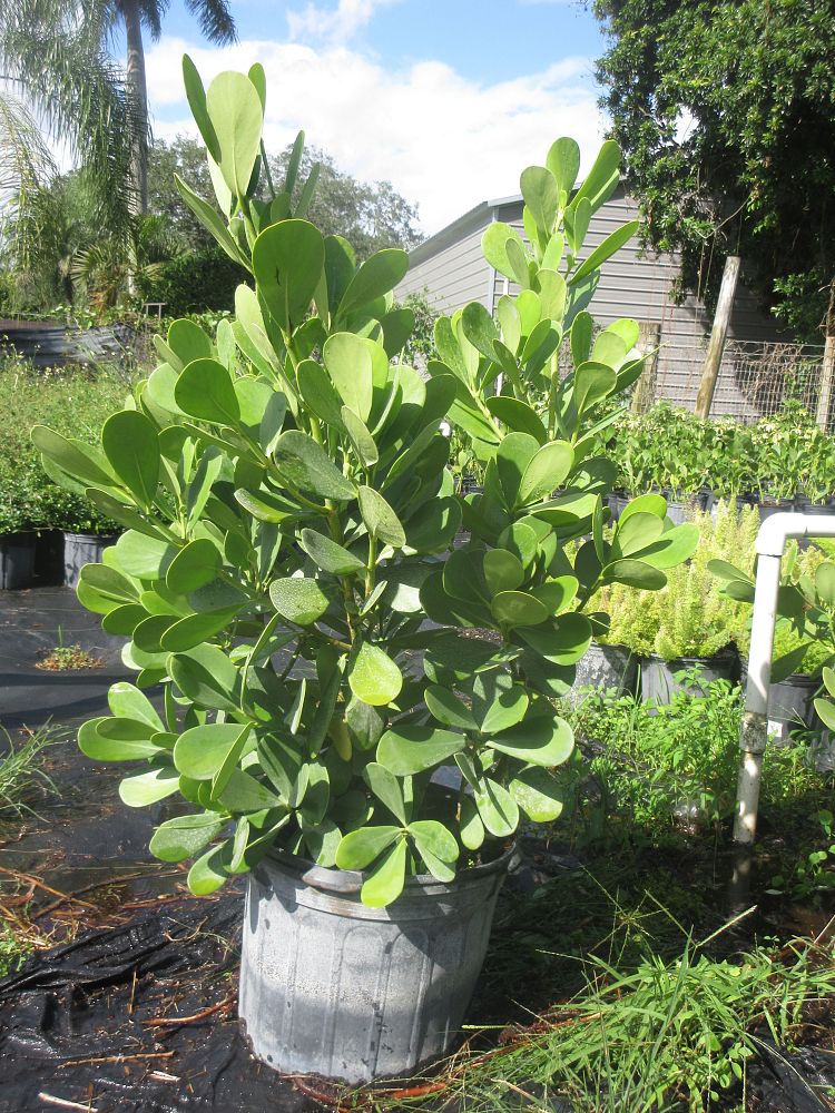 clusia-guttifera-small-leaf-clusia