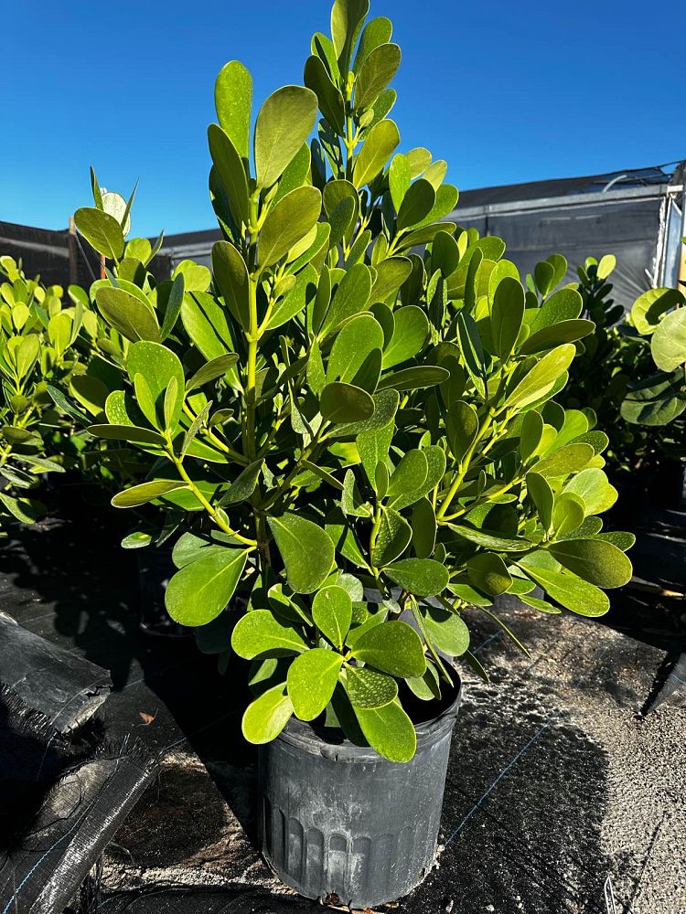 clusia-guttifera-small-leaf-clusia