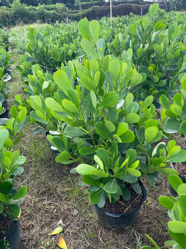 clusia-guttifera-small-leaf-clusia