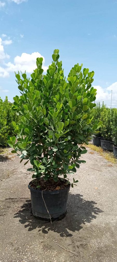 clusia-guttifera-small-leaf-clusia