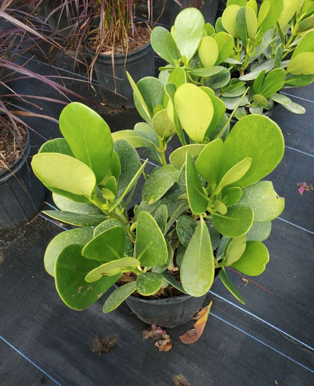 clusia-guttifera-small-leaf-clusia