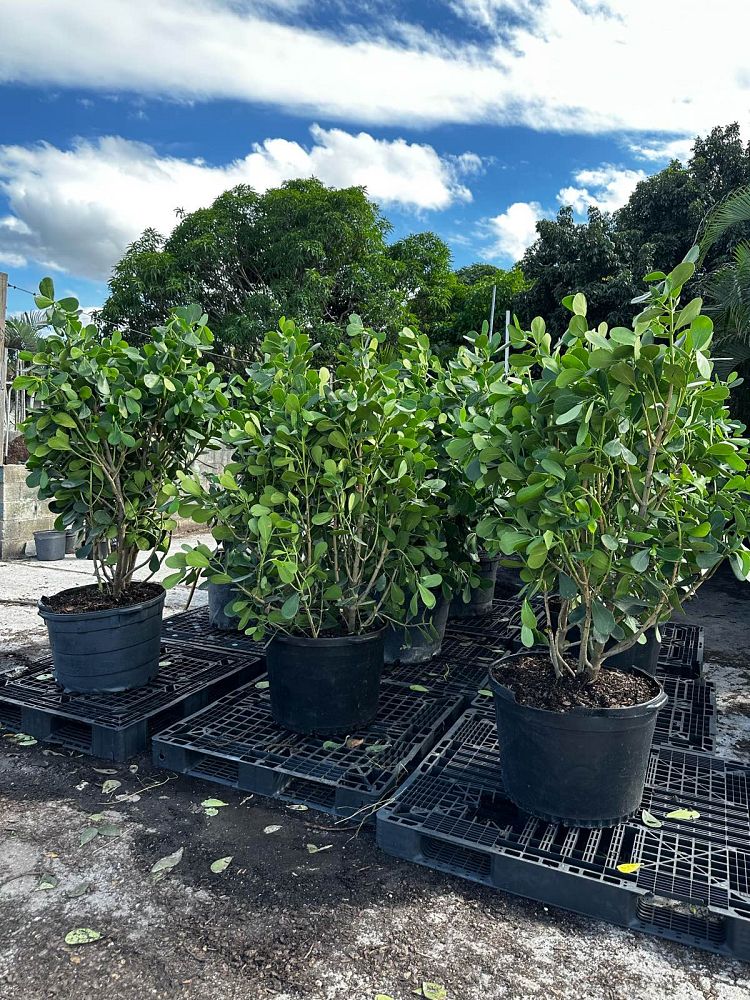clusia-guttifera-small-leaf-clusia