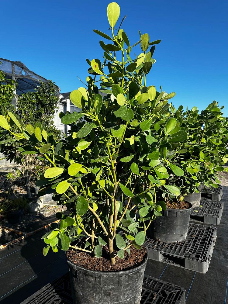 clusia-guttifera-small-leaf-clusia