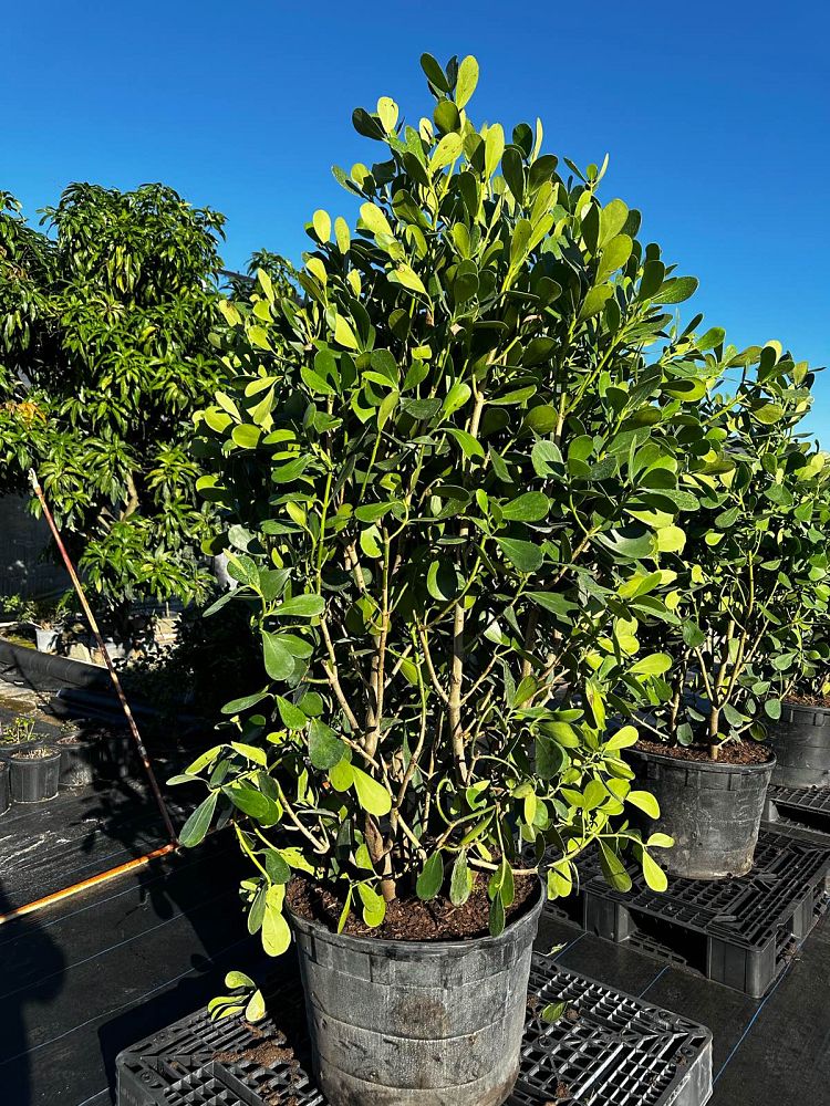 clusia-guttifera-small-leaf-clusia