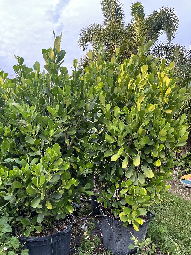 clusia-guttifera-small-leaf-clusia