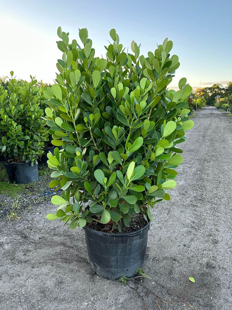 clusia-guttifera-small-leaf-clusia
