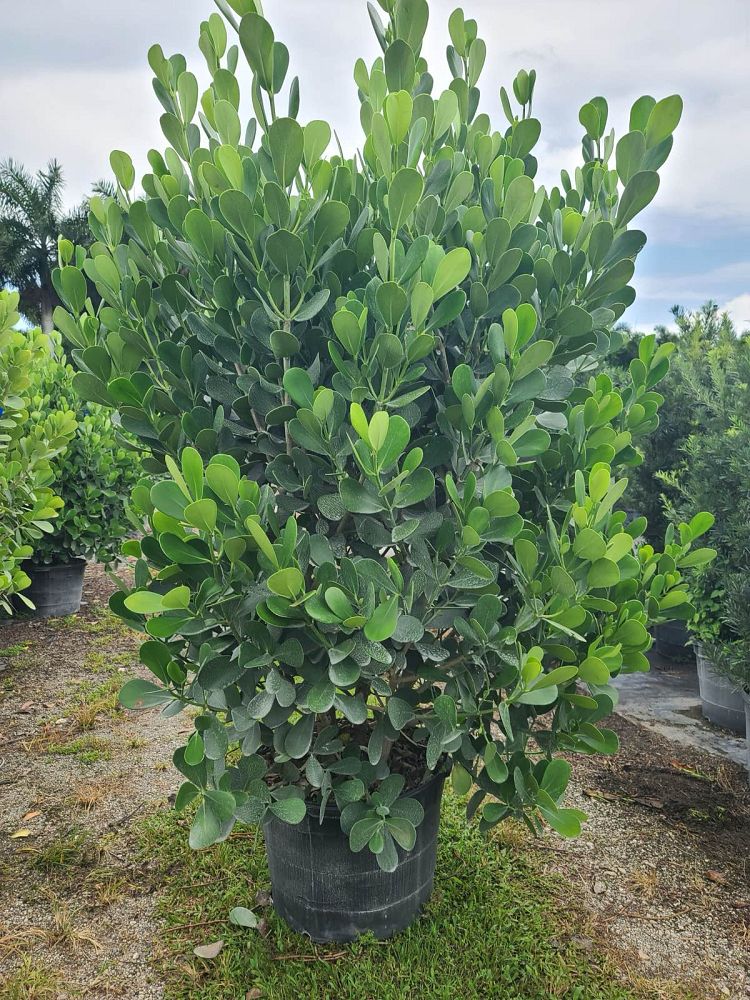 clusia-guttifera-small-leaf-clusia