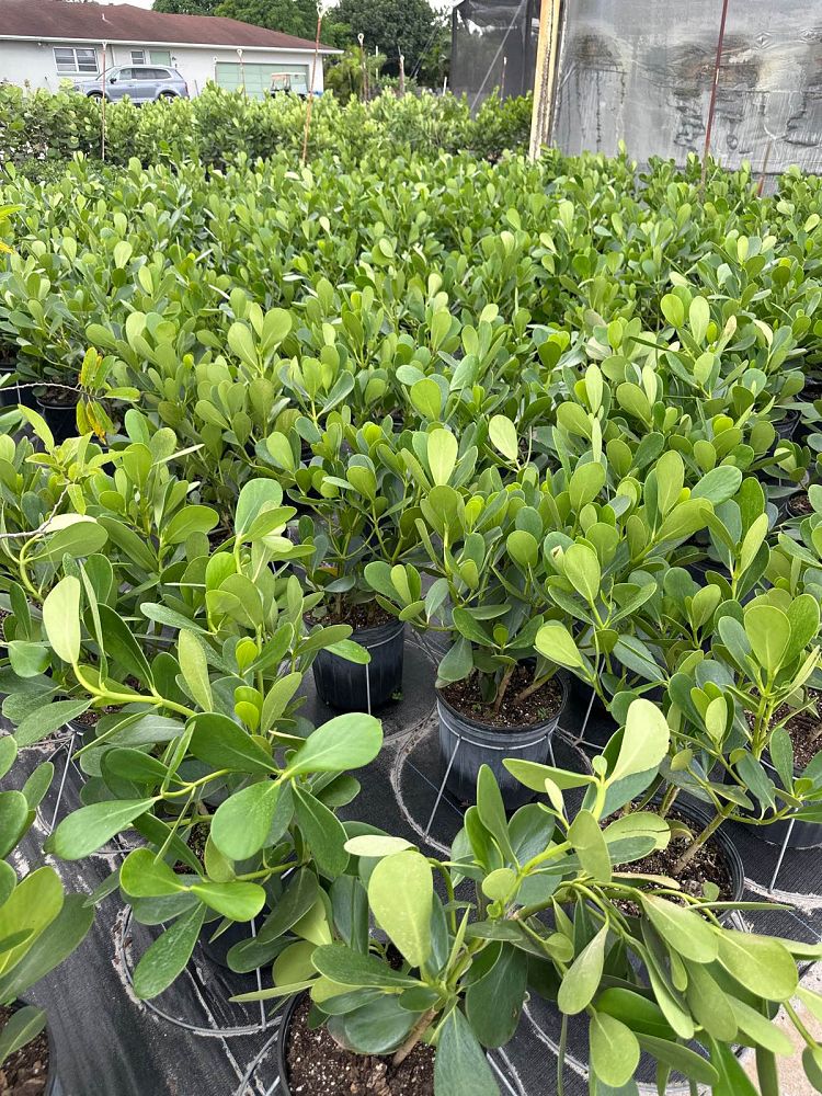clusia-guttifera-small-leaf-clusia