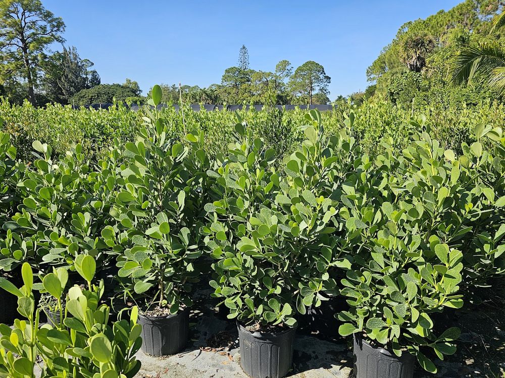 clusia-guttifera-small-leaf-clusia