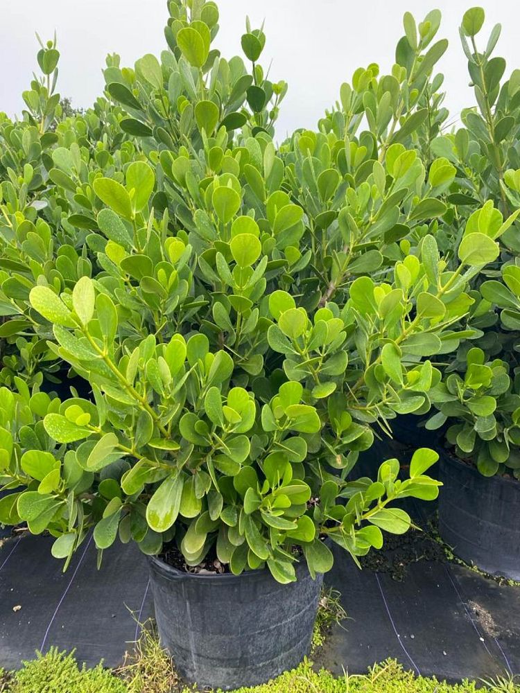 clusia-guttifera-small-leaf-clusia