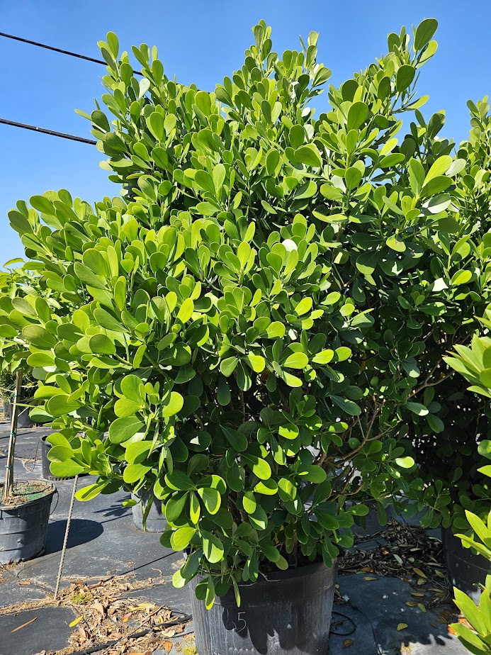 clusia-guttifera-small-leaf-clusia