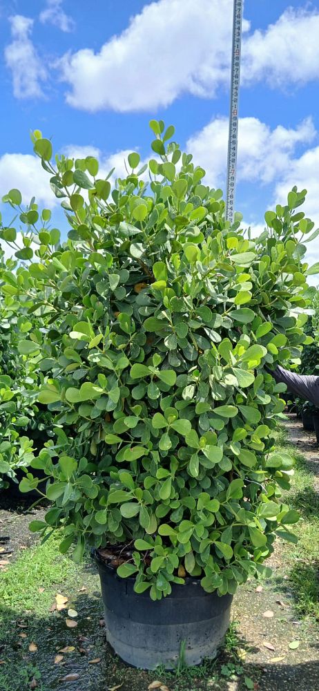 clusia-guttifera-small-leaf-clusia