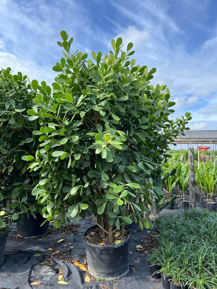 clusia-guttifera-small-leaf-clusia