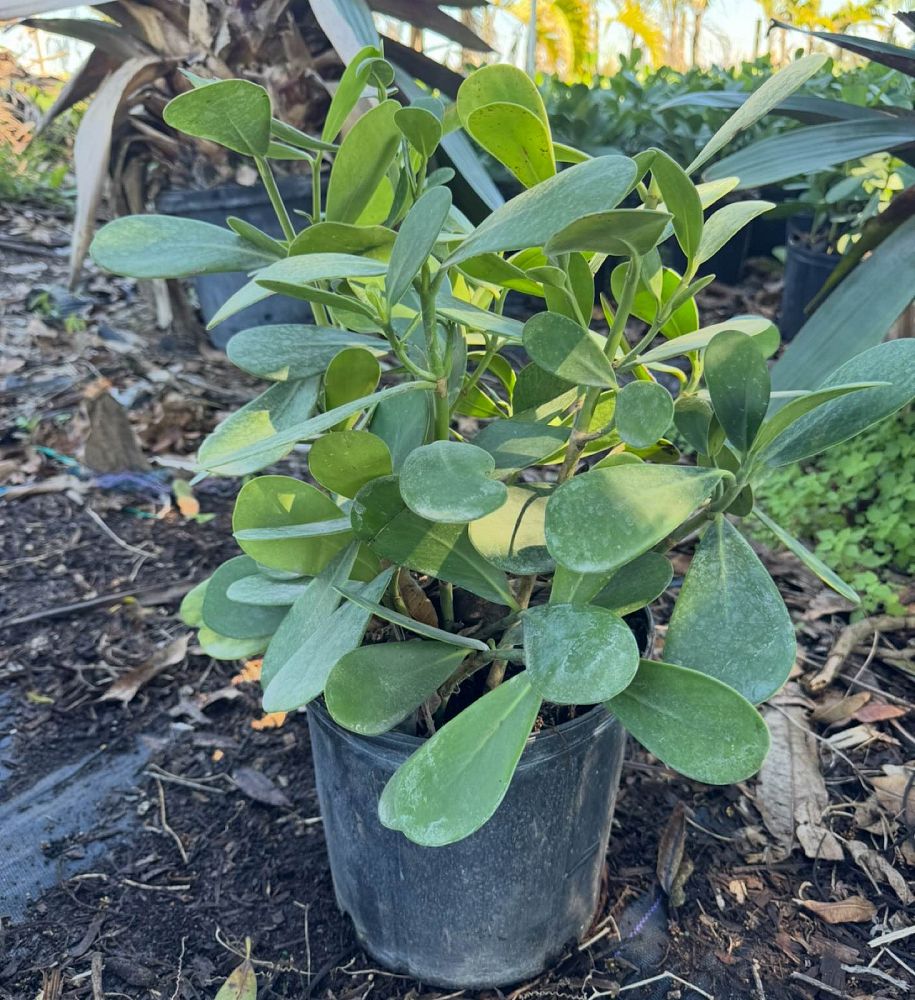 clusia-guttifera-small-leaf-clusia