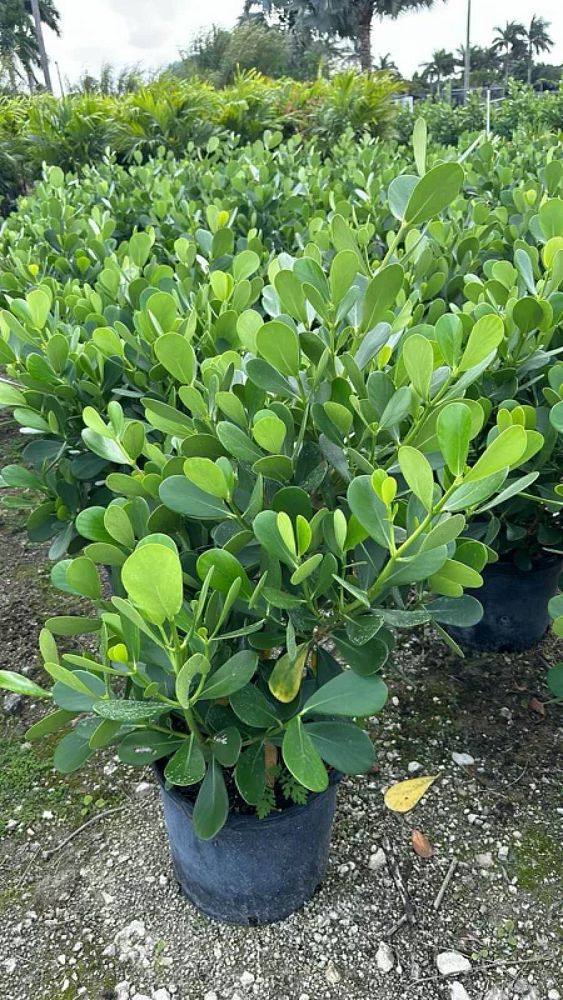 clusia-guttifera-small-leaf-clusia