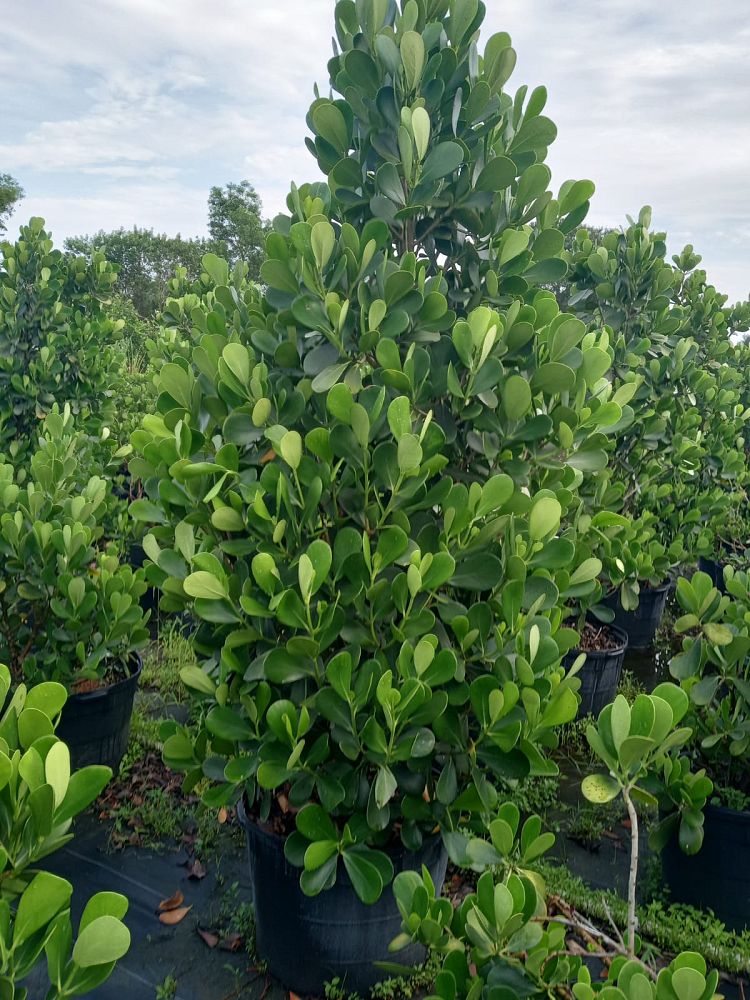 clusia-guttifera-small-leaf-clusia
