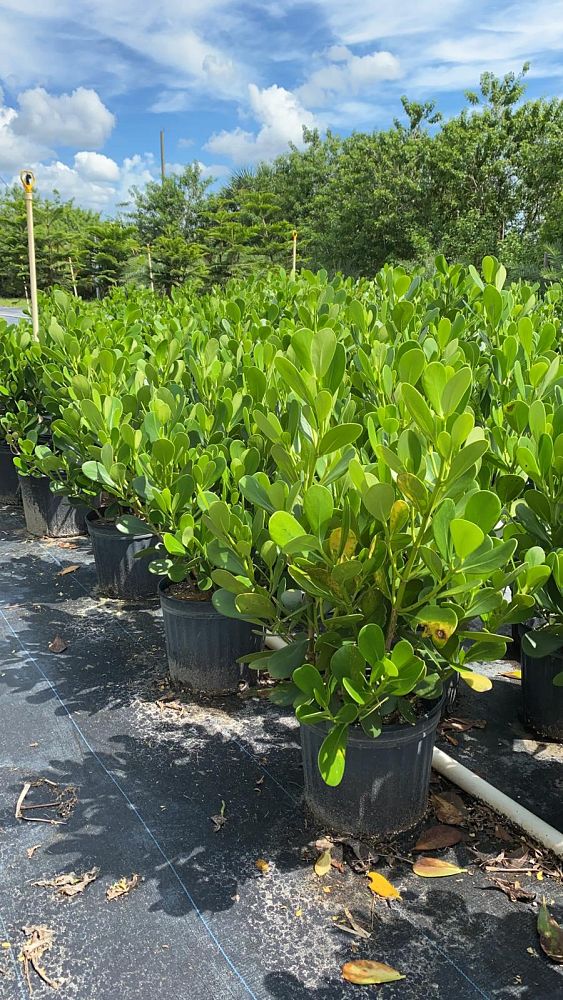 clusia-guttifera-small-leaf-clusia